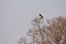 Tiere Namibias und Botswanas