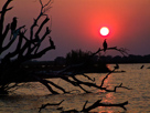 African darter im Sonnenuntergang