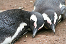 Brillenpinguine am Boulders Beach