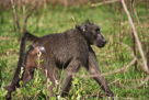 Chacma baboon / Bärenpavian