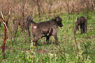 Chacma baboon / Bärenpavian