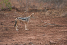 Blackbacked jackal / Scharbrackenschakal