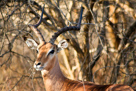 Impala Antilope