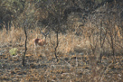 Steenbok / Steinbock