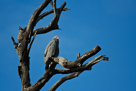 Dark Chanting Goshawk ?