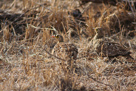 Natal francolin / Natalfrankolin