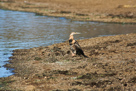 African darter / Schlangenhalsvogel