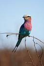 Lilac breasted roller / Gabelracke