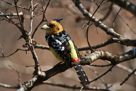 Crested barbet / Haubenbartvogel