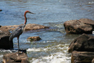 Goliath heron / Goliathreiher