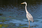 Grey heron / Graureiher