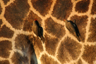 Red-billed oxpecker / Rotschnabel Madenhacker