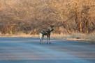 Wilddog / Hyänenhund