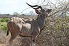 Kudu