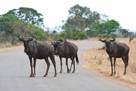 Blue wildebeest / Streifengnu