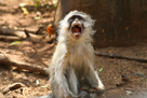 Vervet monkey / Grünmeerkatze