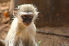 Vervet monkey / Grünmeerkatze