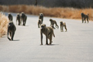 Chacma baboon / Bärenpavian