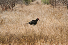 Southern ground hornbill / Hornrabe