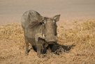 Warthog / Warzenschwein