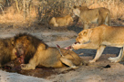 Tiere Südafrikas