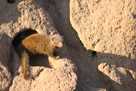 Tiere Südafrikas