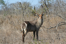 Wasserbock oder 