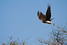 Martial eagle / Kampfadler