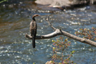 African darter / Schlangenhalsvogel