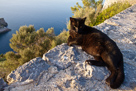 Schwarze Katze in der Abendsonne