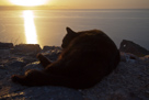 Tiere verschiedener Orte