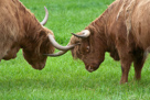 Tiere verschiedener Orte